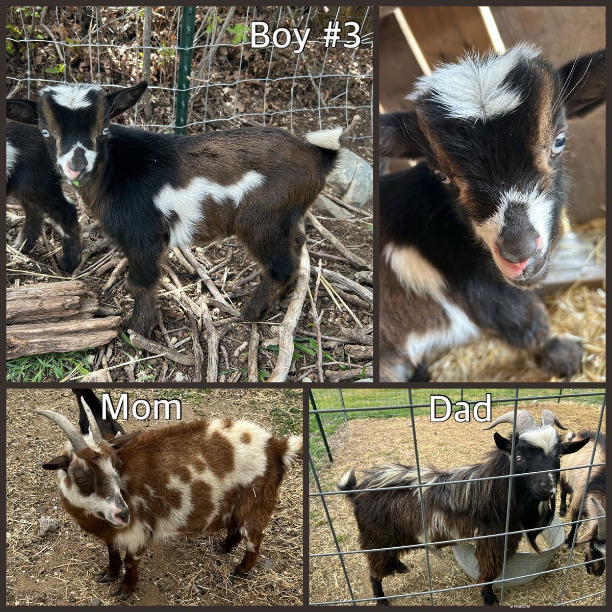 Nigerian Dwarf Buckling