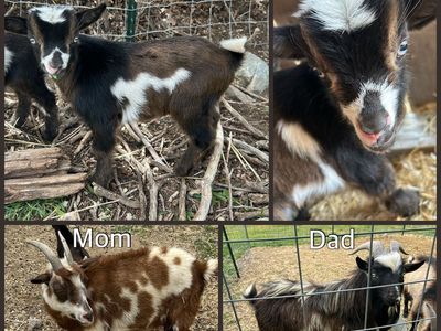 Nigerian Dwarf Buckling