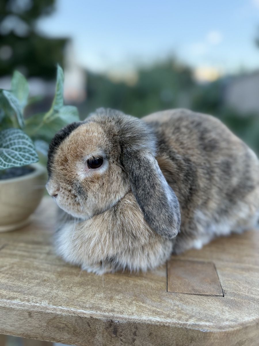 Female holland lop