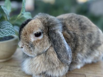 Female holland lop
