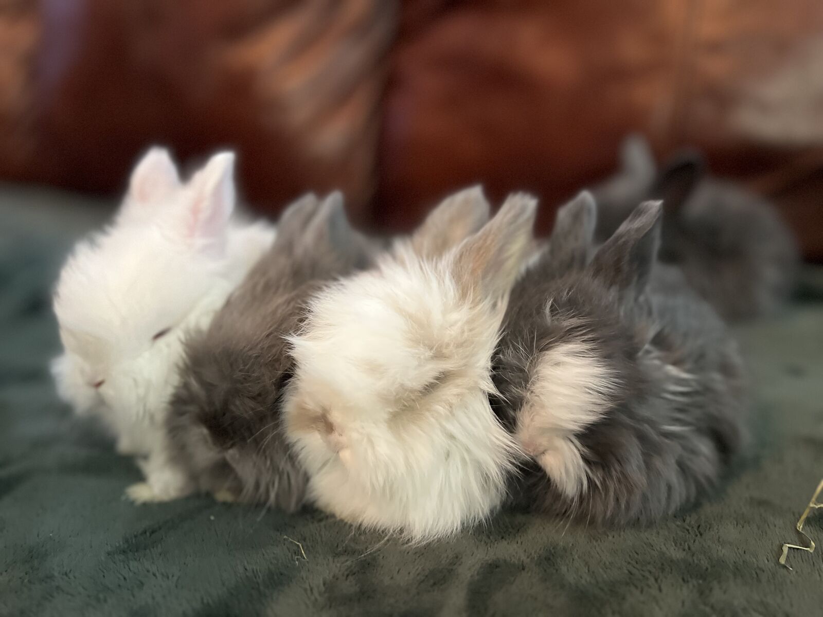 English Angora babies