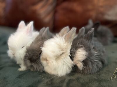 English Angora babies