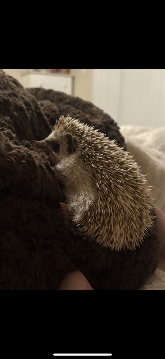 Young Hedgehog