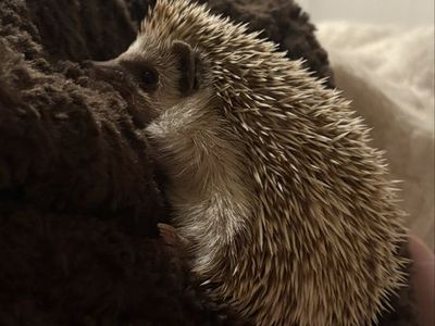 Young Hedgehog