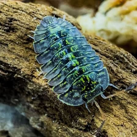 Green Spot Isopods