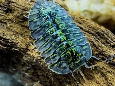 Green Spot Isopods