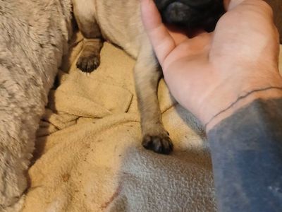 pug puppies only have 3 females no males. no shots given. father is now fixed. both parents are on site. trades considered