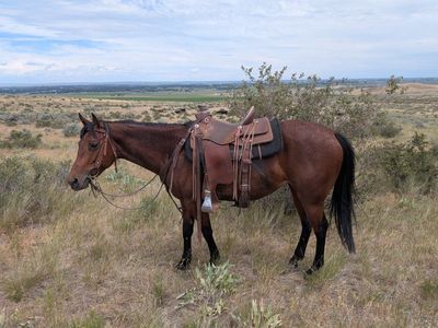 5 year old bay mare