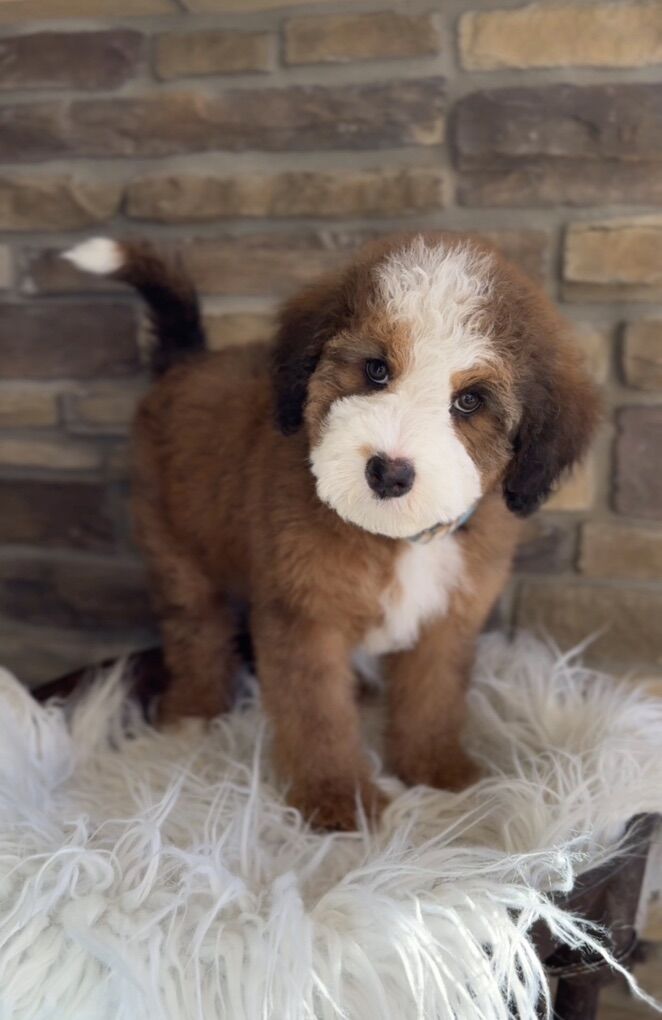 Beautiful Multigenerational Bernedoodles