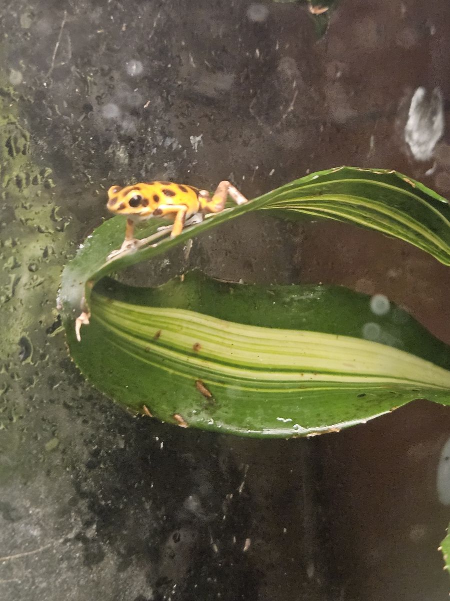 Male calling bastimentos dart frog