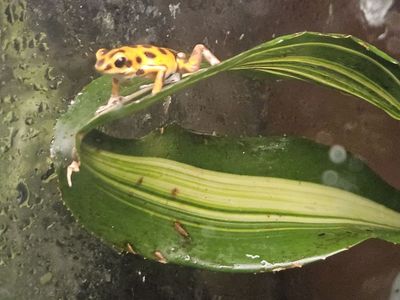 Male calling bastimentos dart frog