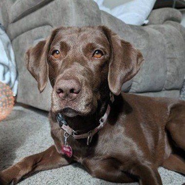 6yr old Female lab to good home