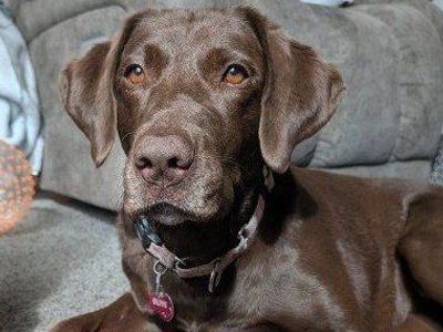 6yr old Female lab to good home