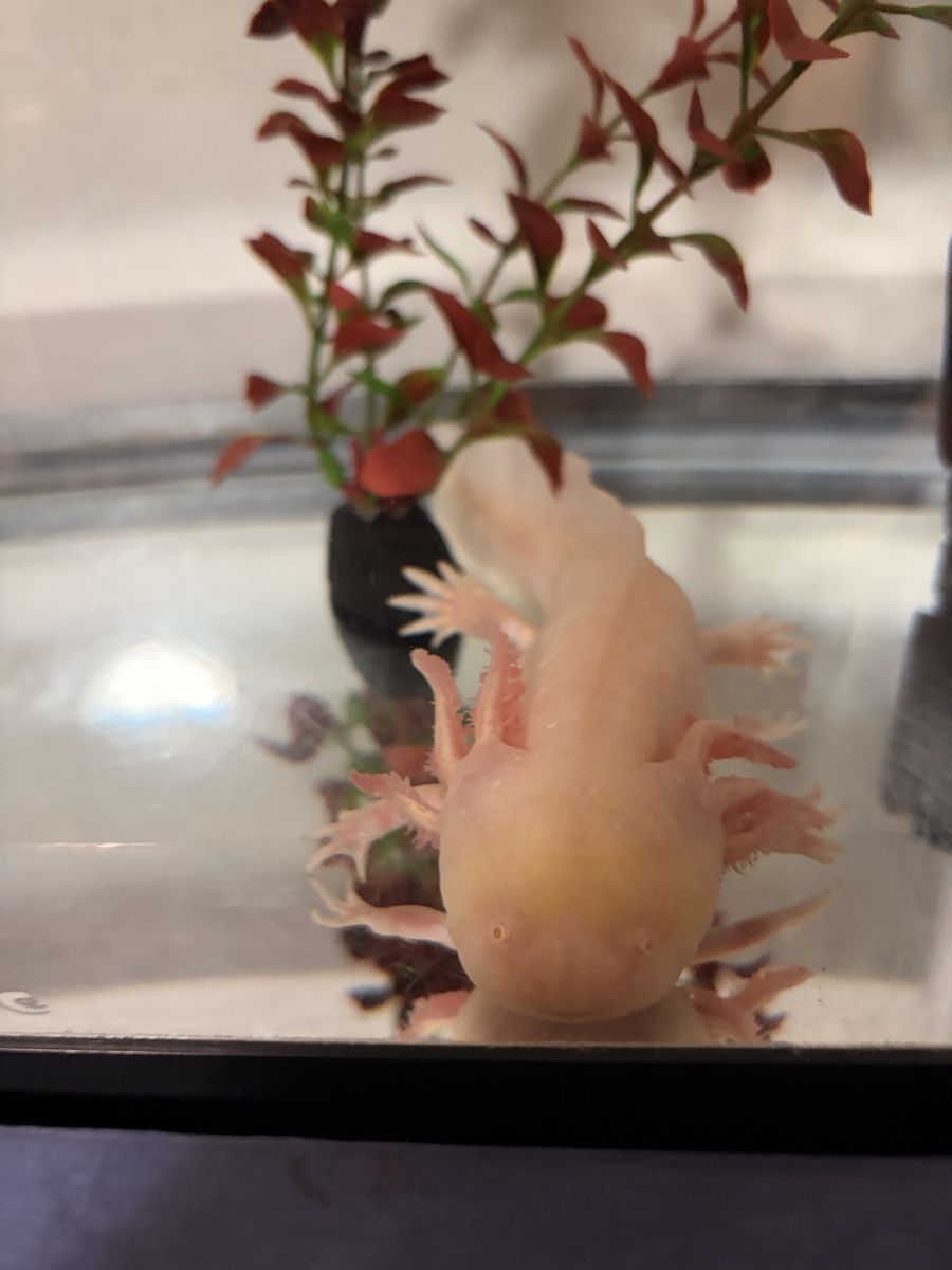 Adult Axolotl with Tank, Filter, and Decor - Healthy & Active!