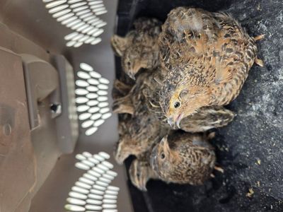 Coturnix Quail 3 and half weeks old
