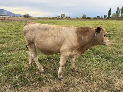 3 Calves-2 Strs 1 Hfr