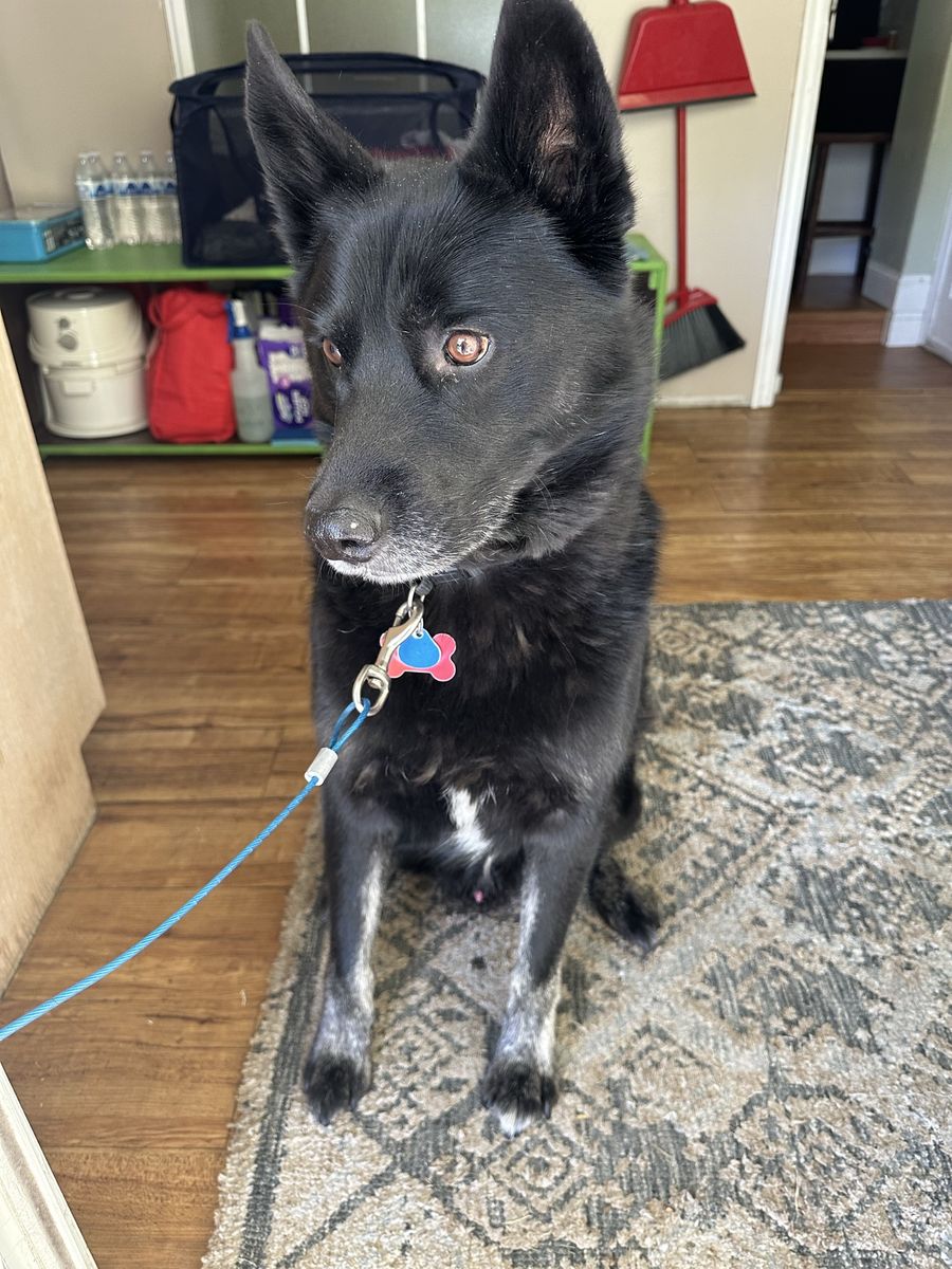 dog for free
