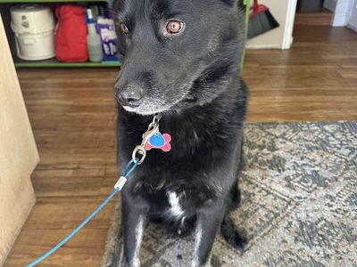 dog for free