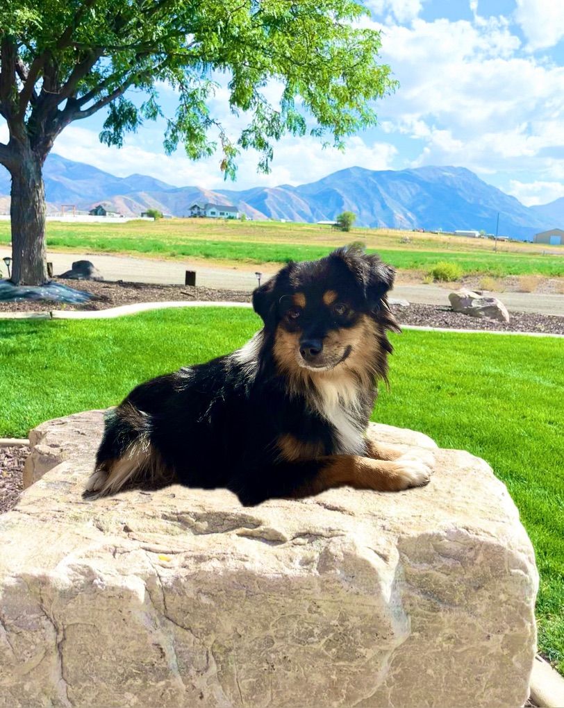 ASDR Toy Australian Shepherd Aussie Stud