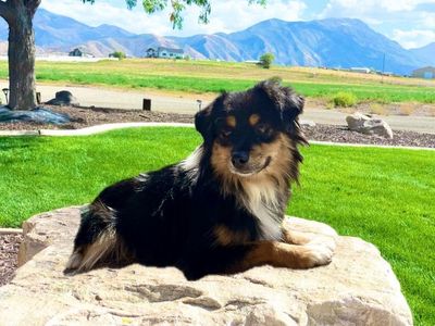 ASDR Toy Australian Shepherd Aussie Stud