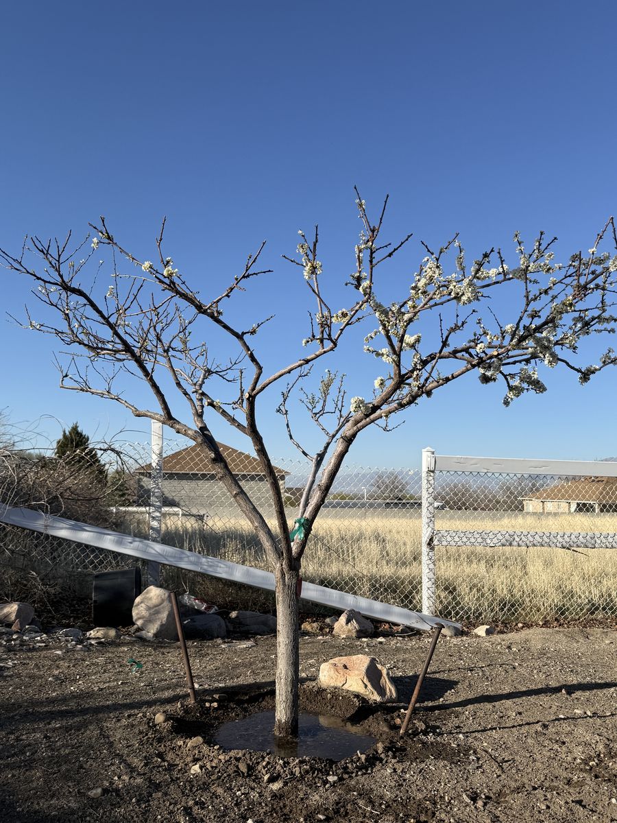 Pluot Fruit Tree w/ 4 Varieties