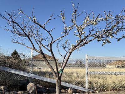 Pluot Fruit Tree w/ 4 Varieties