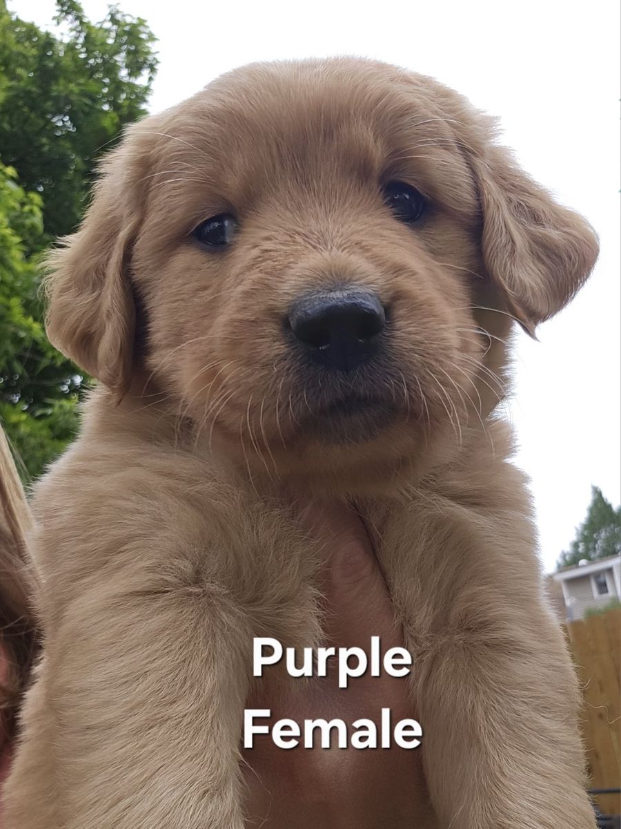 AKC GOLDEN RETRIEVER PUPPIES!
