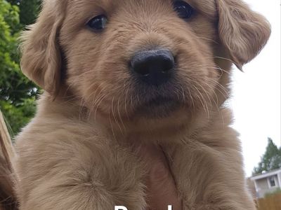 AKC GOLDEN RETRIEVER PUPPIES!