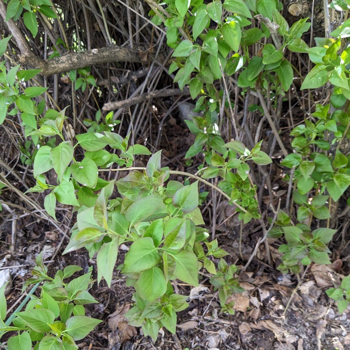 Lilac Tree/Bush Starts