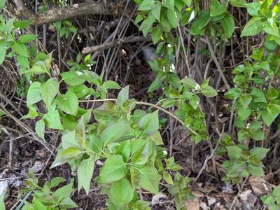 Lilac Tree/Bush Starts