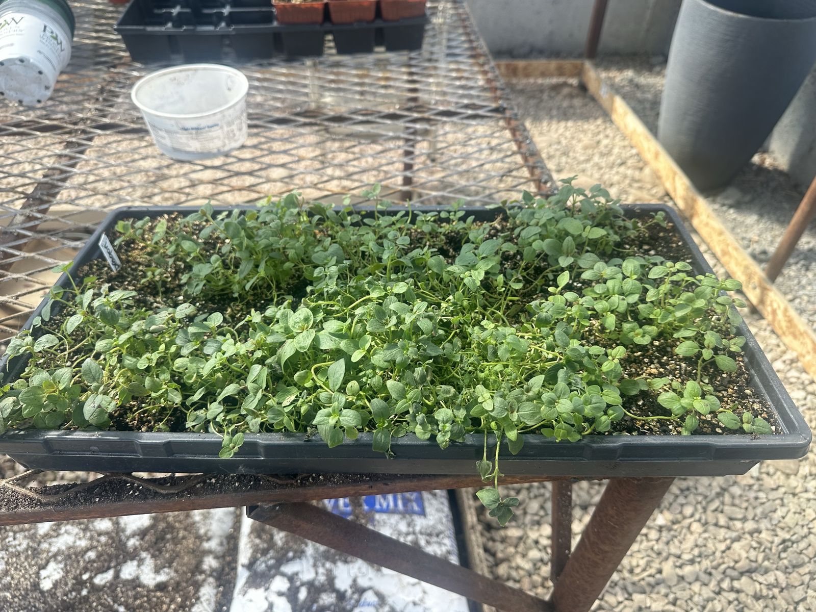 SNAP DRAGON LOOSE FLAT