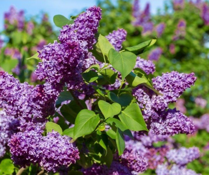 Purple Lilac Plant