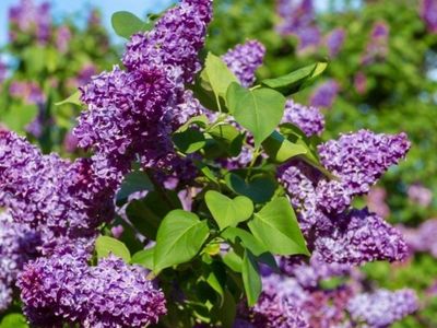 Purple Lilac Plant