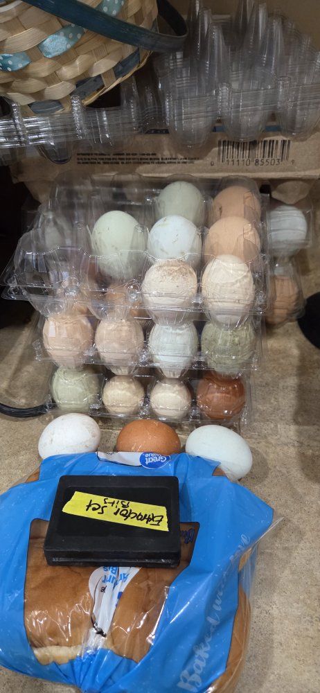 chicken eggs free range