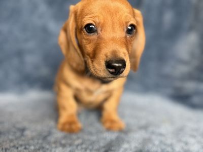 Dachshund puppies