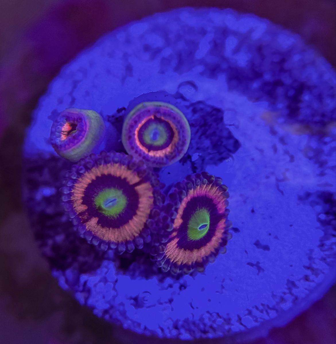 New Zoas