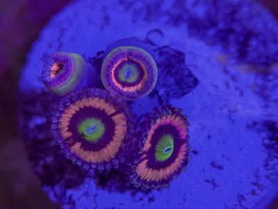 New Zoas