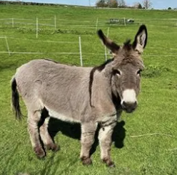 DONKEY