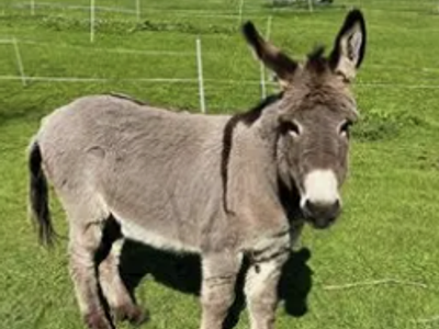 DONKEY