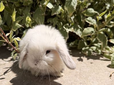 Holland Lop- Pedigreed - VC litter trained babies, ready to go home June 15th
