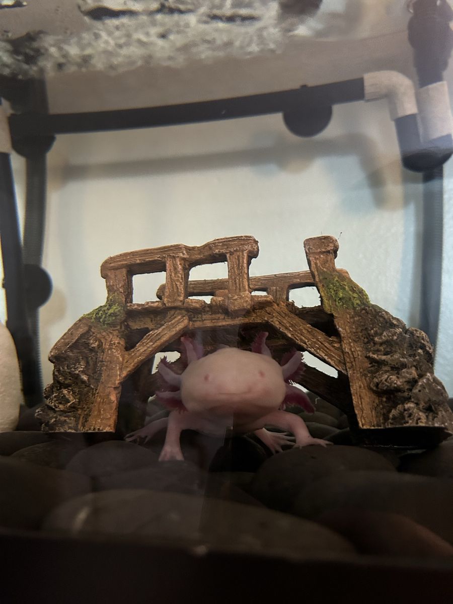 Female albino axolotl and tank set up