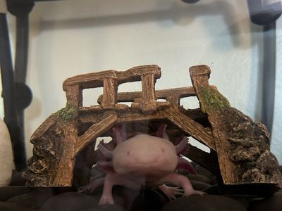 Female albino axolotl and tank set up