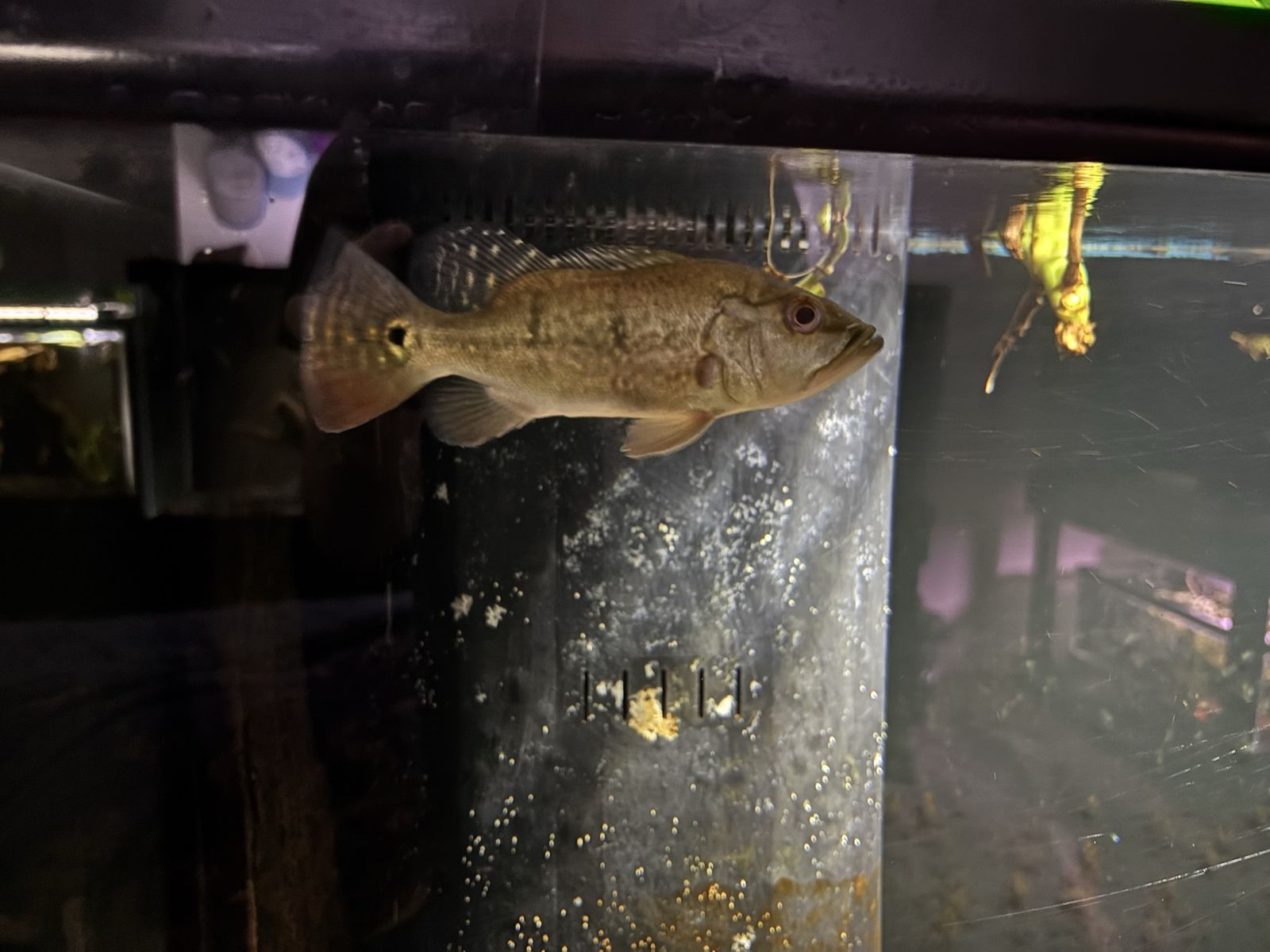 SB 24k kelberi peacock bass