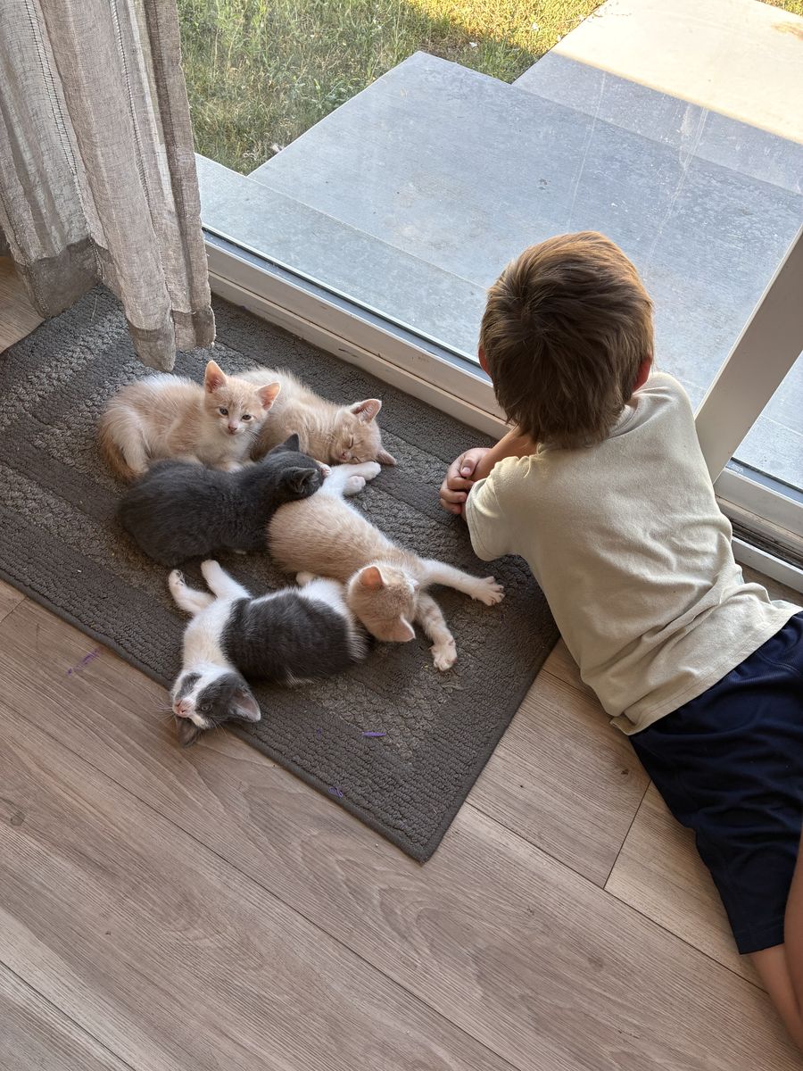 MALE Kittens