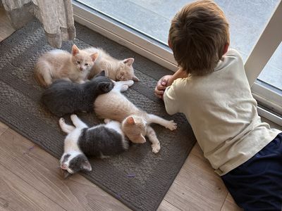 MALE Kittens