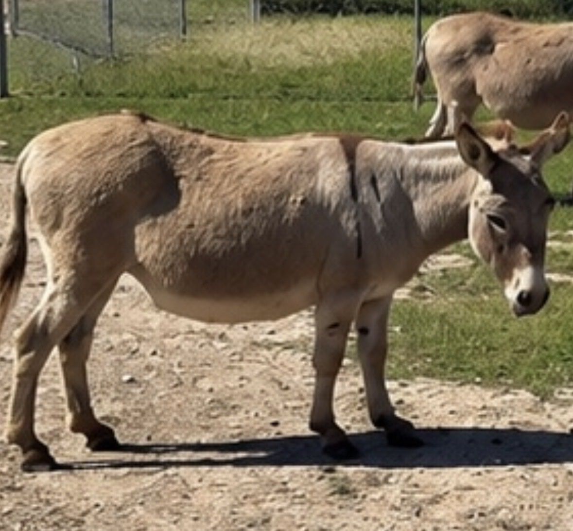 Heavy like a Chevy pregnant mini donkeys:)
