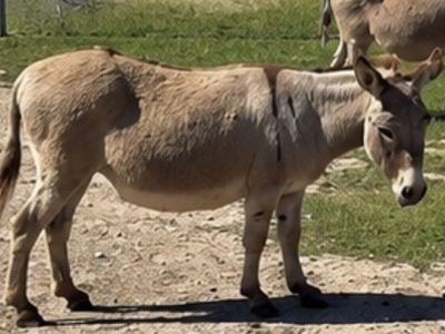 Heavy like a Chevy pregnant mini donkeys:)
