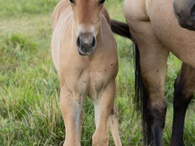 Ranch bred colts