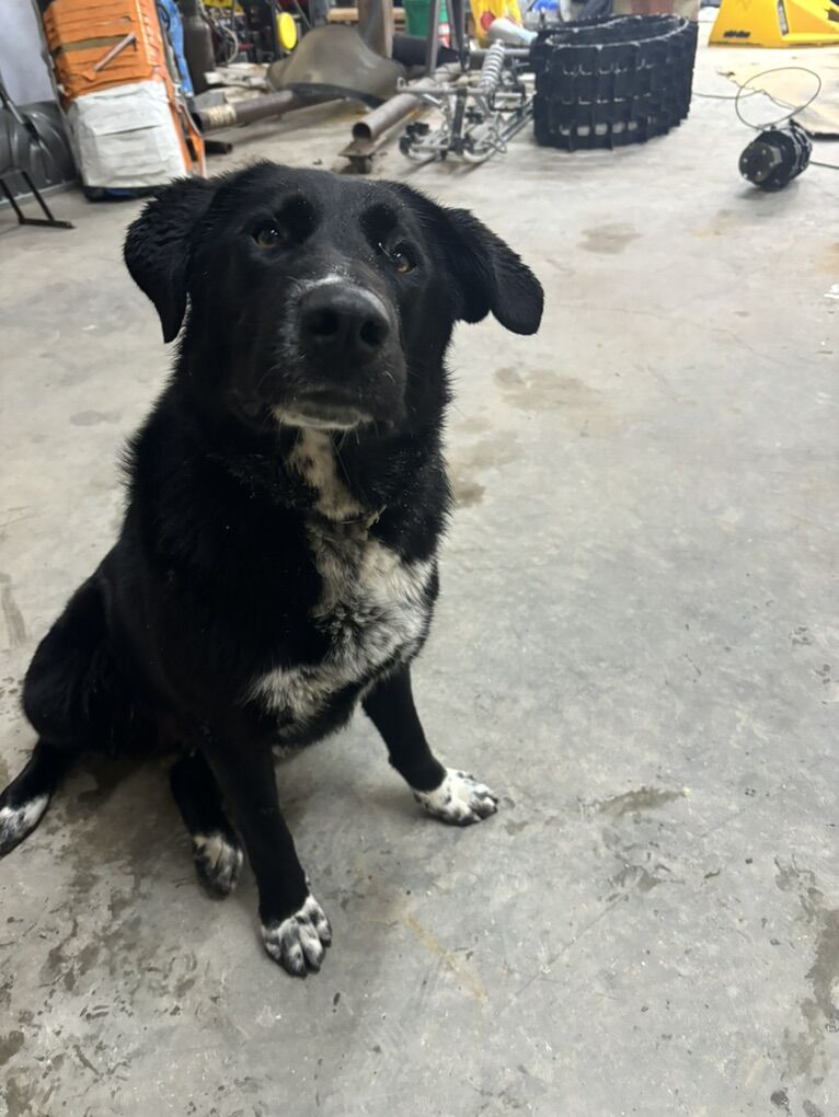 Pyrenees/blue Heeler 2y/o