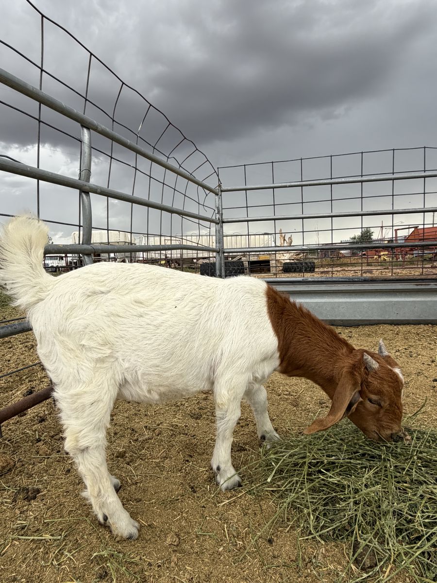 Baby Boer Buckling
